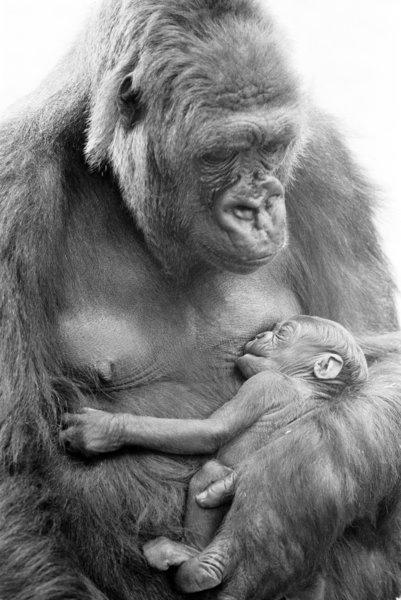 BABY DOLL Gorilla