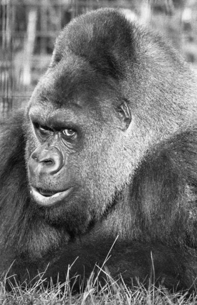 Guy the Gorilla